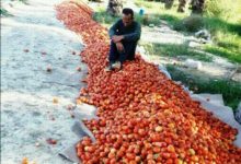 تصویر نگاهی به وضعیت واقعی کشاورزی در هرمزگان؛ آیا نخلستان دشت پلپلک شده پوششی برای پوشاندن نقاط ضعف و مشکلات عمیق مدیریتی سازمان جهاد کشاورزی !